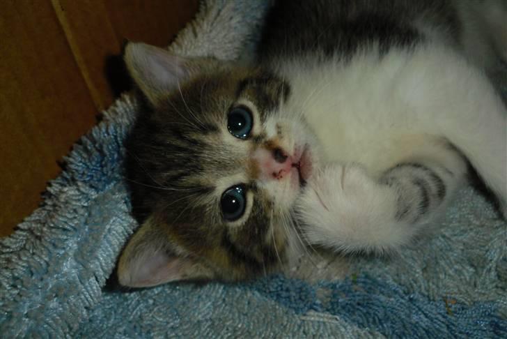 Huskat Bella - Her er Bella og kikker på kamera :) billede 1