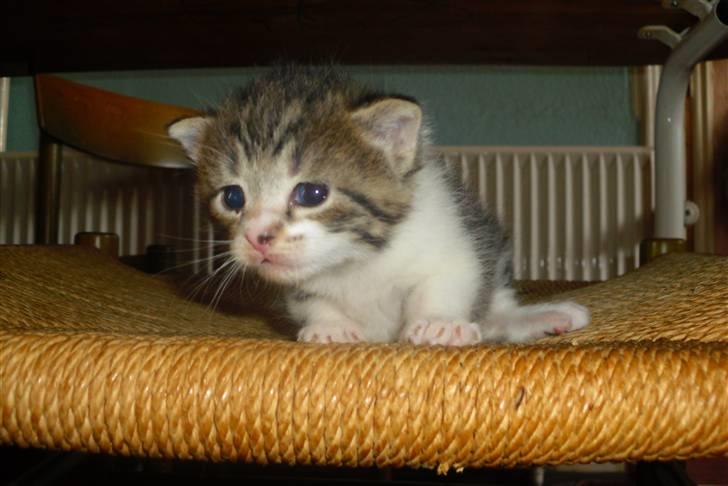 Huskat Bella - Hendes første skridt på stolen;) billede 2