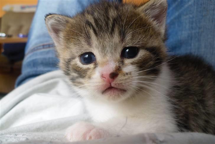 Huskat Bella billede 3