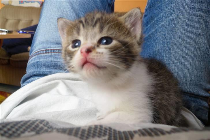 Huskat Bella billede 4