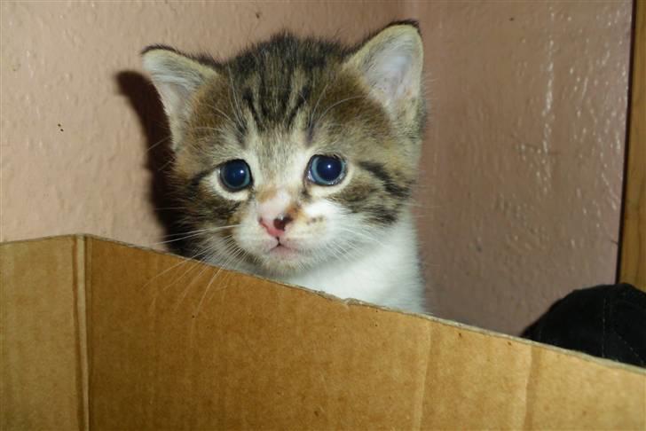 Huskat Bella billede 5