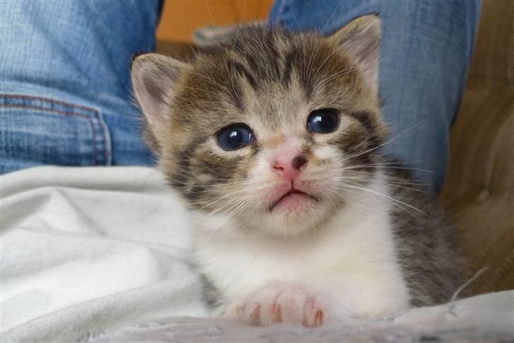 Huskat Bella billede 6