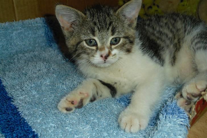 Huskat Bella billede 7