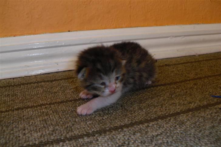 Huskat Bella billede 8