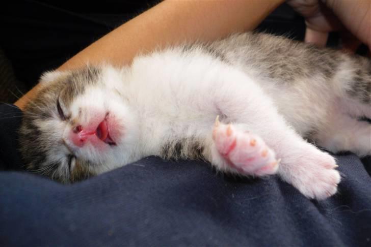 Huskat Bella billede 9