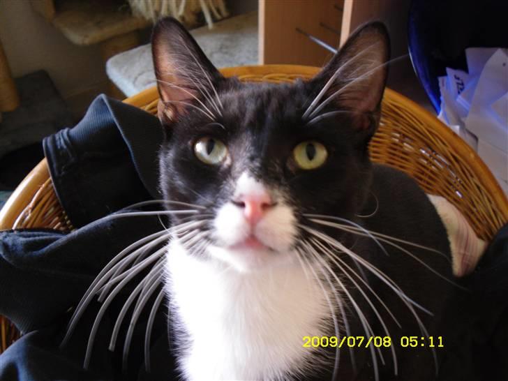 Blanding af racer Simba billede 4