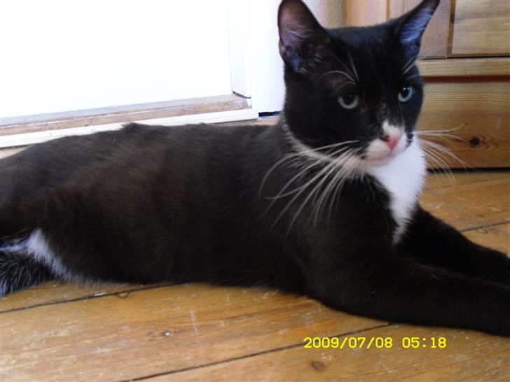 Blanding af racer Simba billede 5