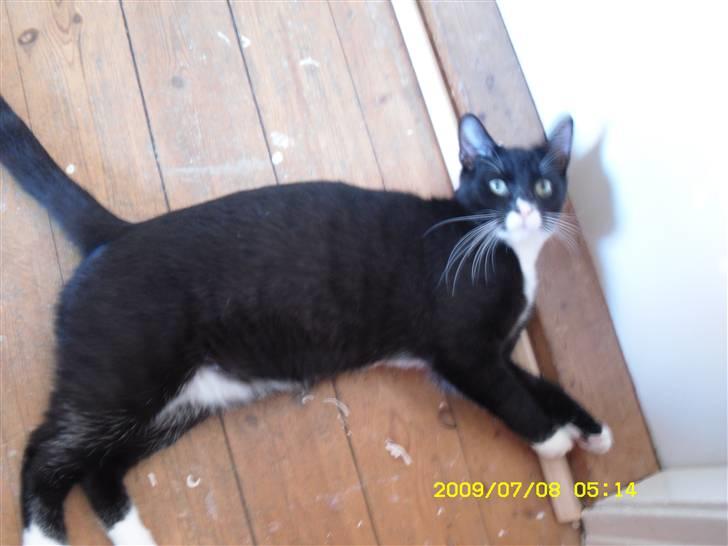 Blanding af racer Simba billede 6