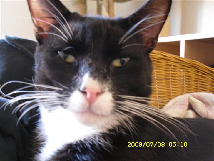 Blanding af racer Simba billede 7