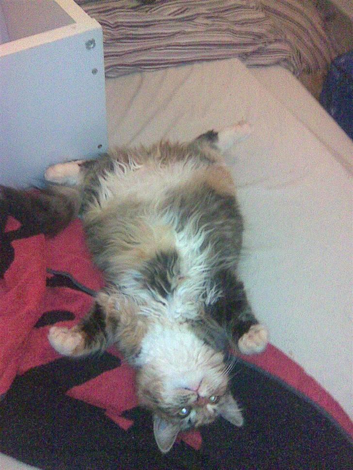 Blanding af racer Malou billede 6