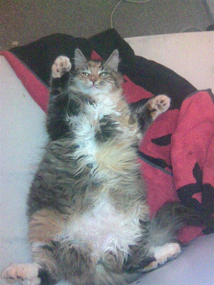 Blanding af racer Malou billede 7