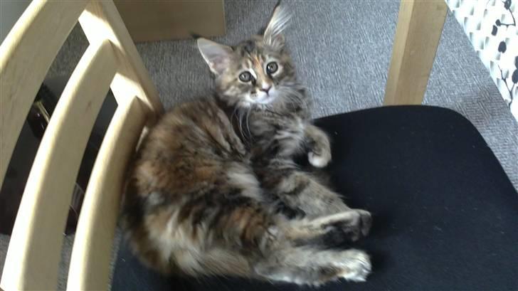 Maine Coon Madame Pjuske - Pjuske 12 uger gammel billede 9