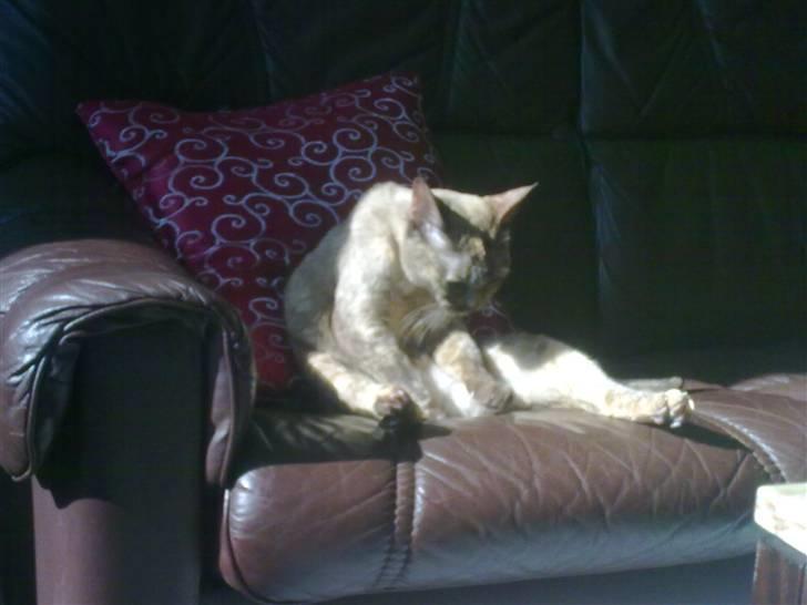 Blanding af racer Deffie billede 13