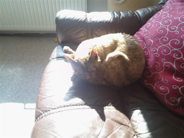 Blanding af racer Deffie billede 14