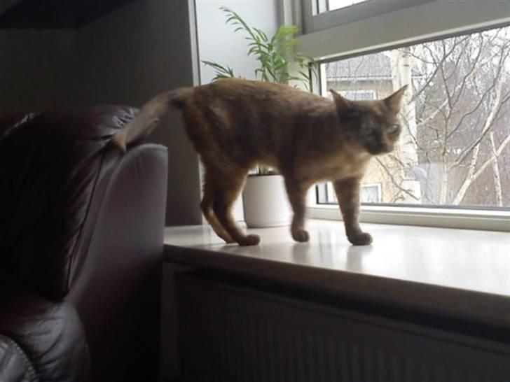 Blanding af racer Deffie billede 15