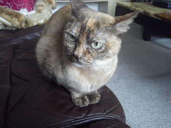 Blanding af racer Deffie billede 16