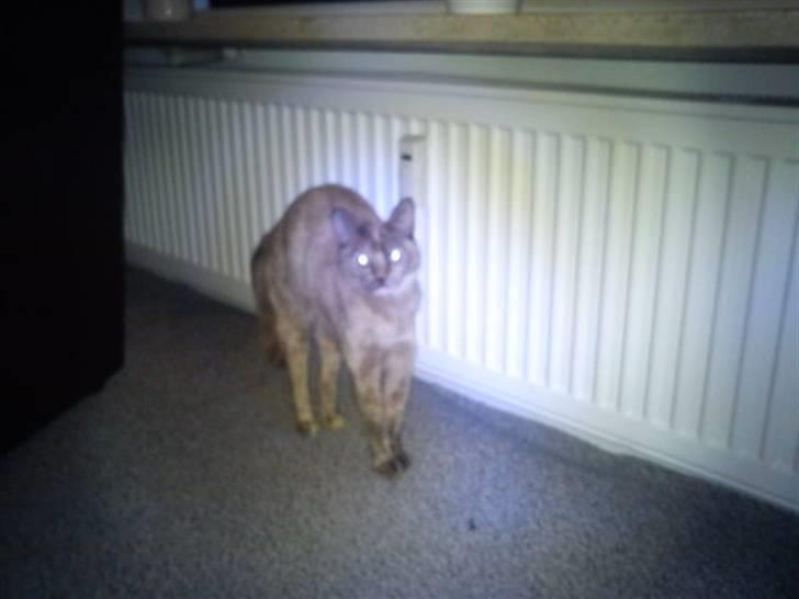 Blanding af racer Deffie billede 17