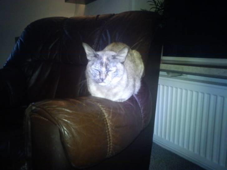 Blanding af racer Deffie billede 18