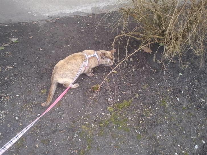 Blanding af racer Deffie billede 19