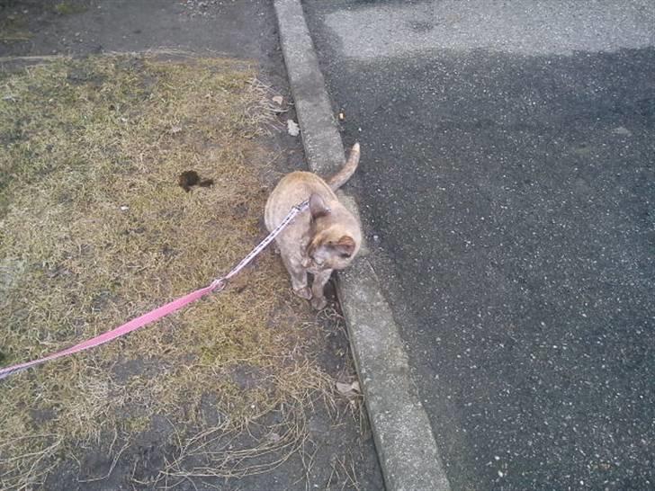 Blanding af racer Deffie billede 20