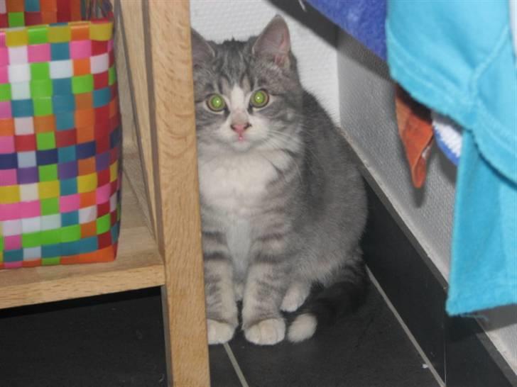 Blanding af racer Folmer billede 1