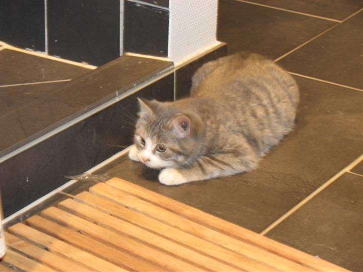 Blanding af racer Folmer billede 2