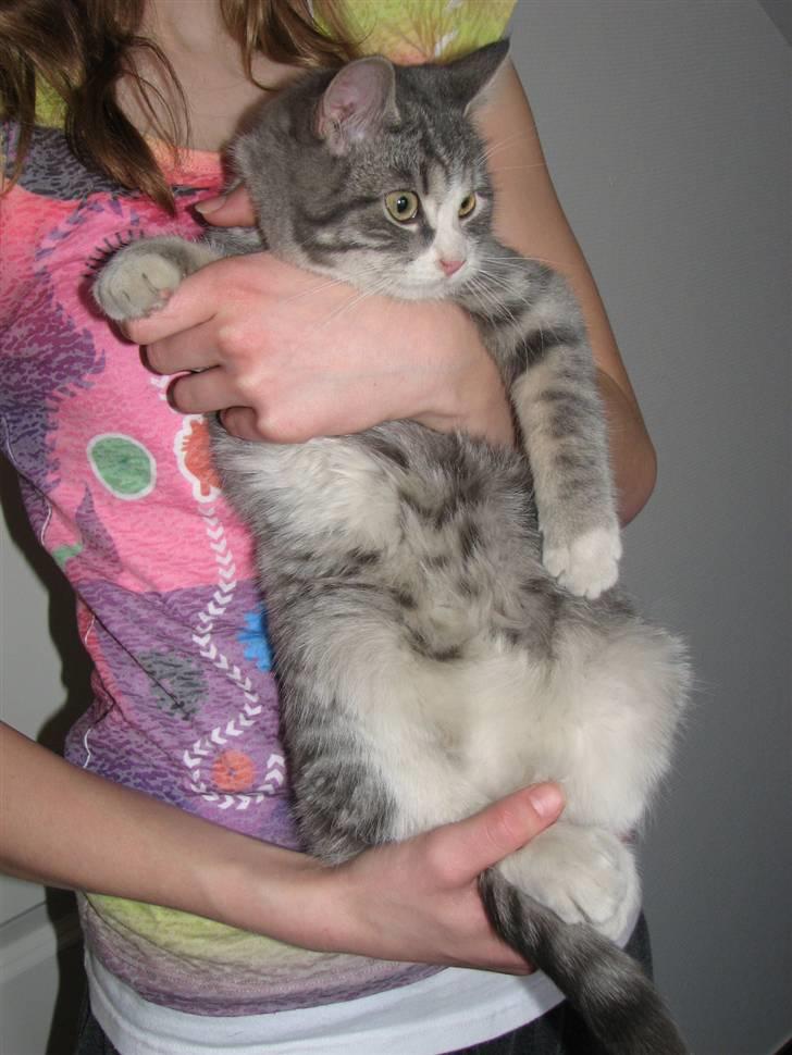 Blanding af racer Folmer billede 3