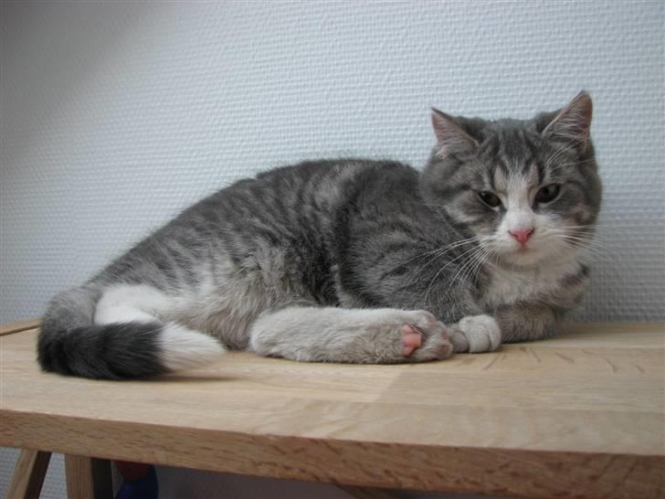 Blanding af racer Folmer billede 4