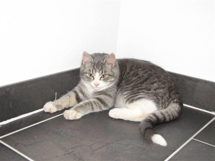 Blanding af racer Folmer billede 5