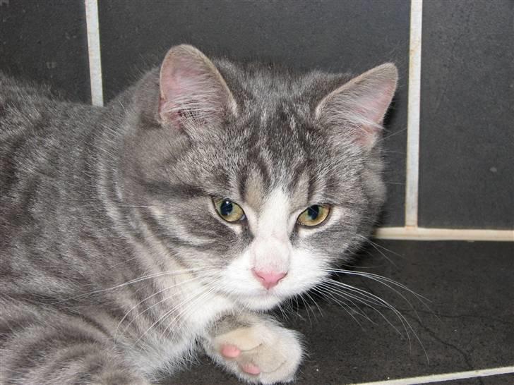 Blanding af racer Folmer billede 6