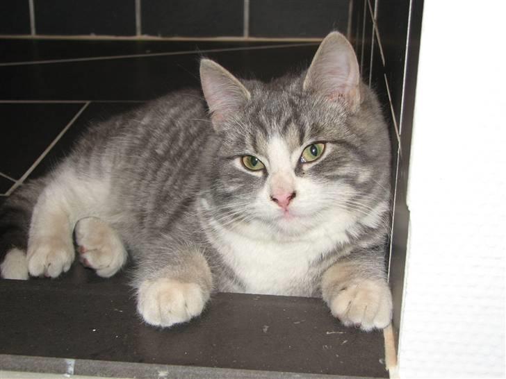 Blanding af racer Folmer billede 7