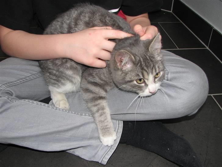 Blanding af racer Folmer billede 8