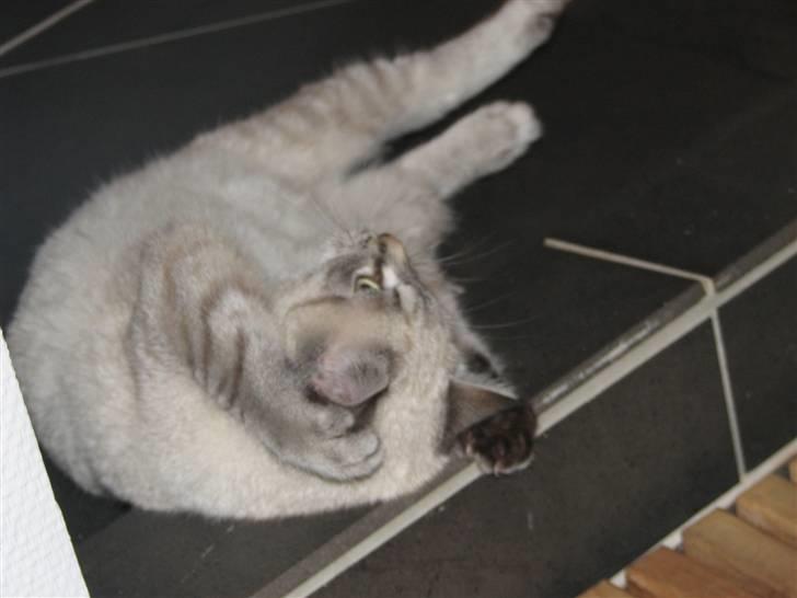 Blanding af racer Gine  billede 1