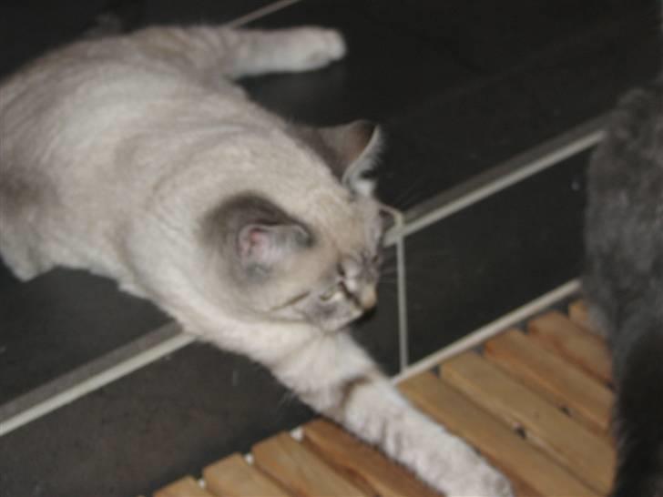 Blanding af racer Gine  billede 2