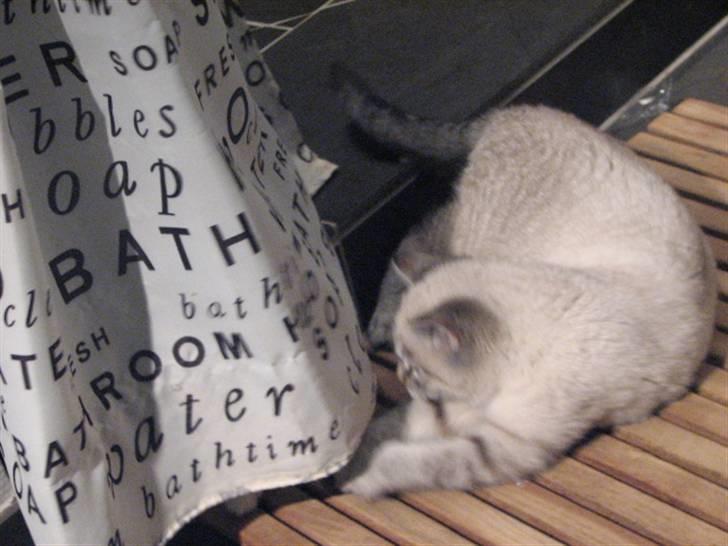 Blanding af racer Gine  billede 3