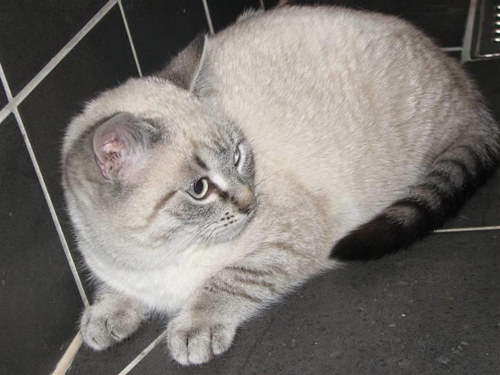 Blanding af racer Gine  billede 4