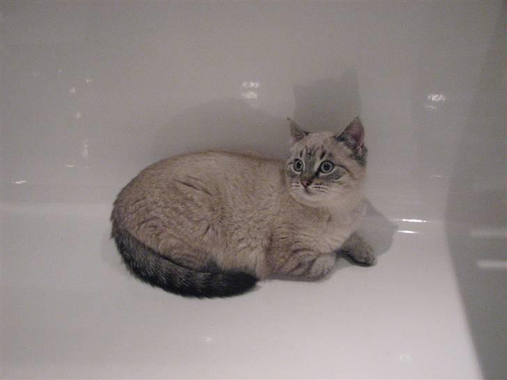 Blanding af racer Gine  billede 5