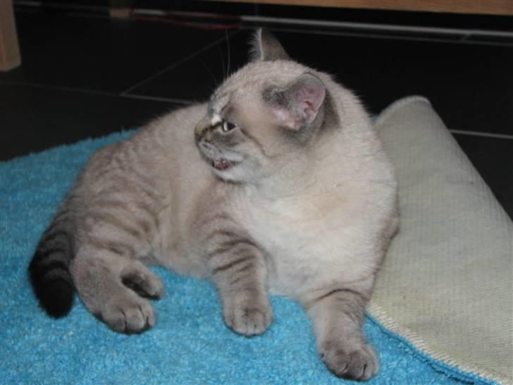 Blanding af racer Gine  billede 6