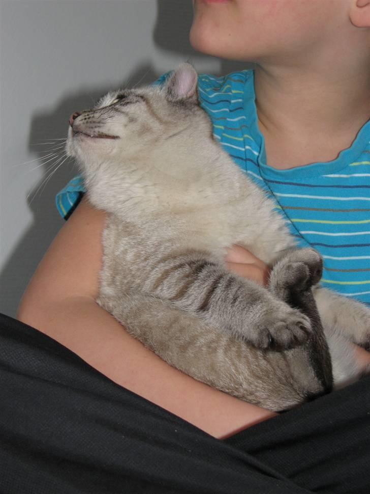 Blanding af racer Gine  billede 7