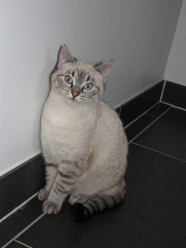 Blanding af racer Gine  billede 8