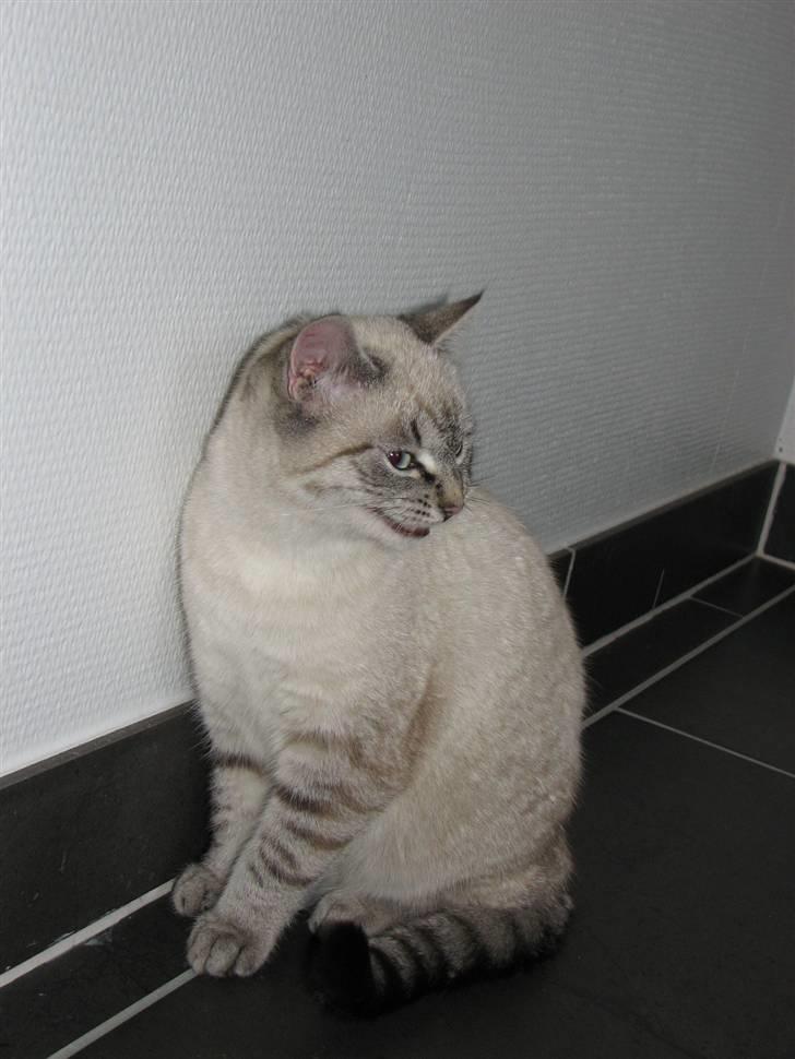 Blanding af racer Gine  billede 9