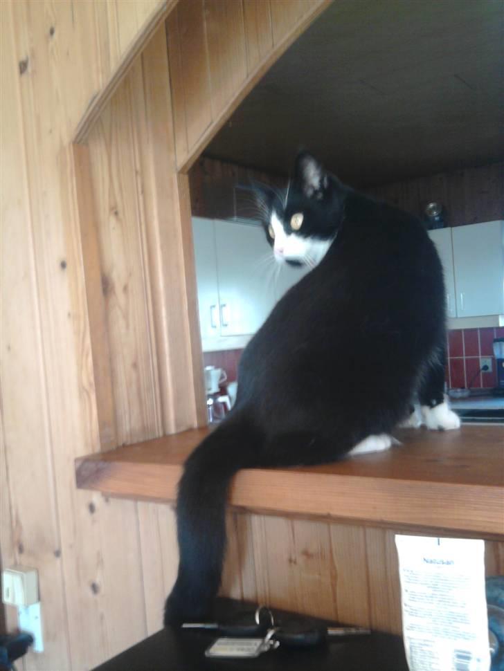 Huskat {bøf}2009 billede 17