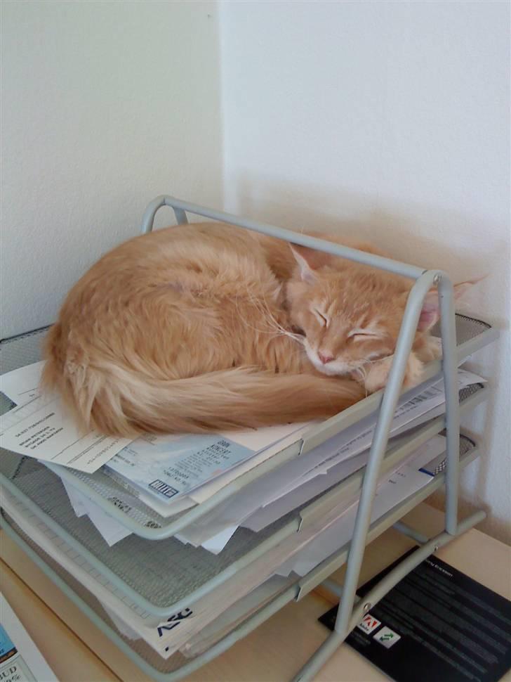 Maine Coon Columbine - Bine billede 17