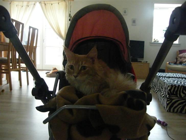 Maine Coon Columbine - Bine billede 18