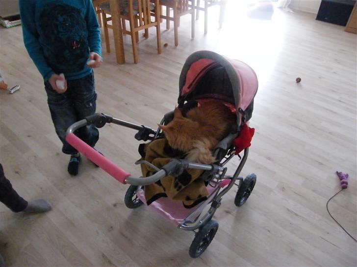 Maine Coon Columbine - Bine billede 19