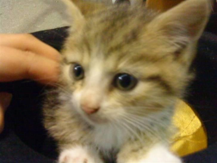 Huskat Lillemis :'( Savner dig!!!!  R.I.P :'( - Nogle uger efter lillemis blev født :´) 2009 billede 12