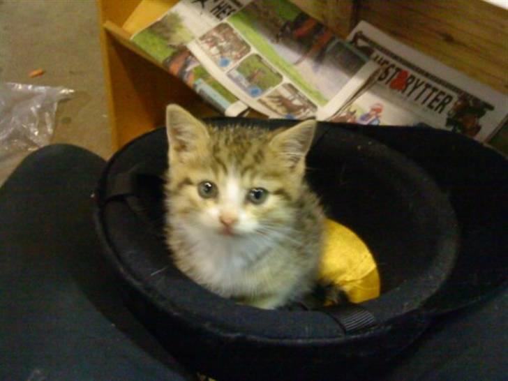 Huskat Lillemis :'( Savner dig!!!!  R.I.P :'( - Da lillemis 100% stadig var killing :´) 2009 billede 13