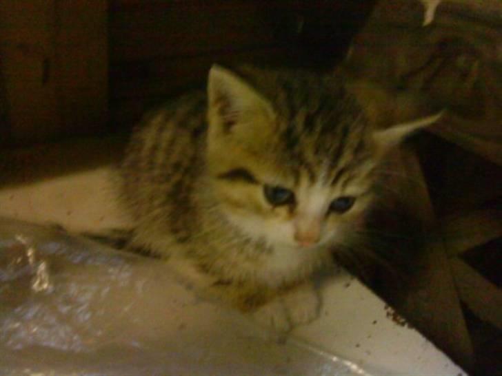 Huskat Lillemis :'( Savner dig!!!!  R.I.P :'( - Trætte lillemis 2009 billede 14