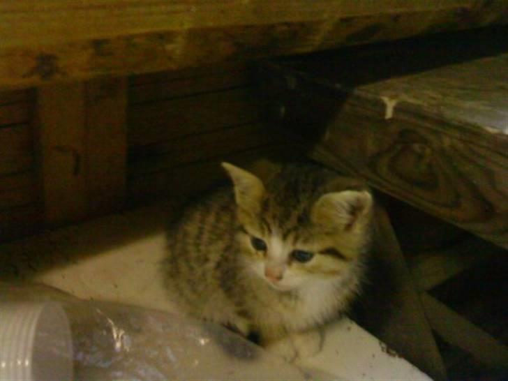 Huskat Lillemis :'( Savner dig!!!!  R.I.P :'( - 2009 billede 15