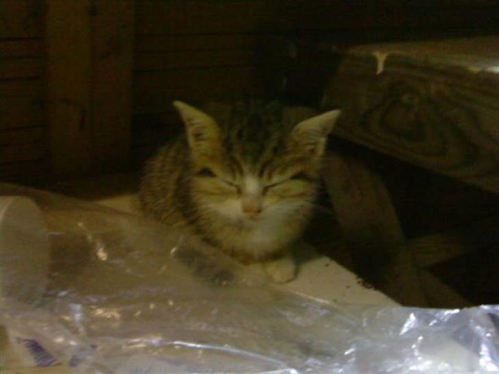 Huskat Lillemis :'( Savner dig!!!!  R.I.P :'( - Godnat :´) <333 2009 billede 16